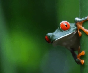 green tree frog with red eyes