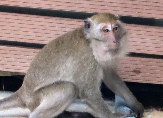 Monkey sitting.