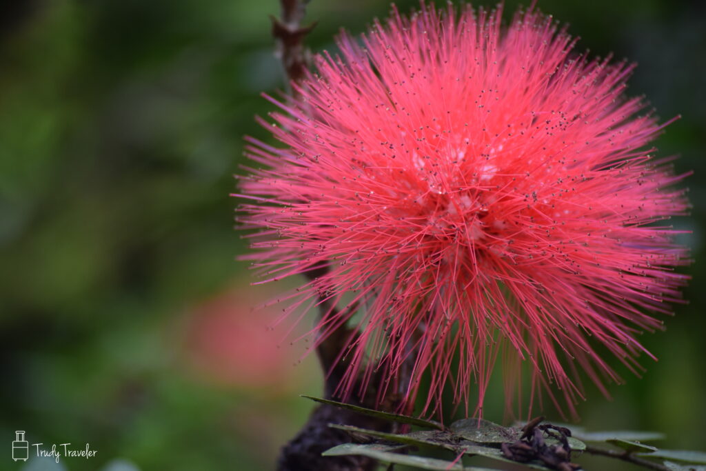 Bright pink puffy flower