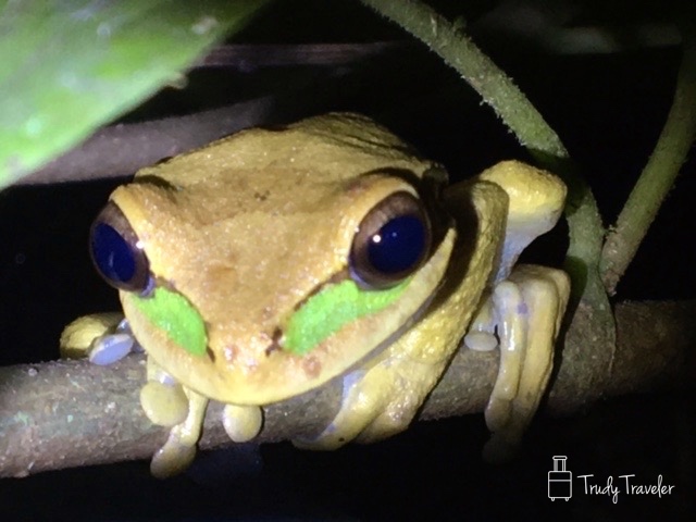 Yellow and green frog sitting on a branch