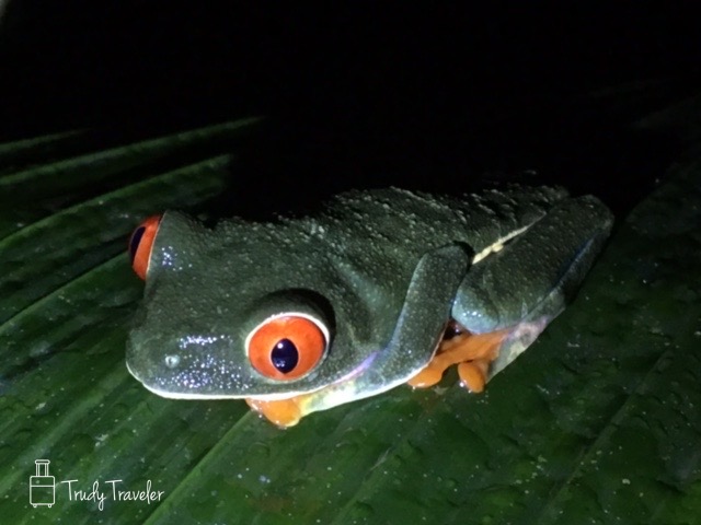 Green frog on leaf 