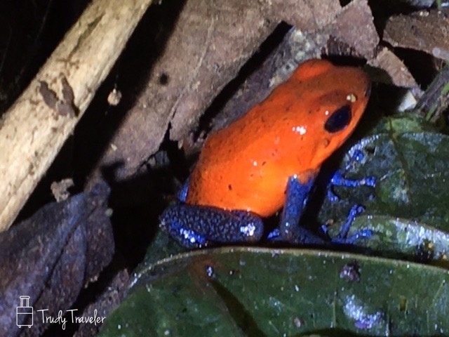 Orange and blue poison dart frog sitting in leaves