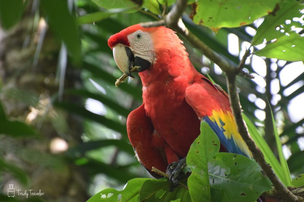 Red macaw sitting in a tree