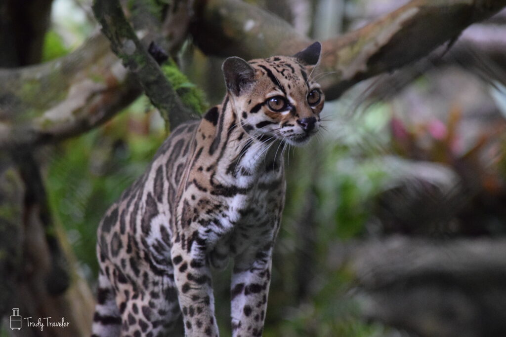 Ocelot at Proyecto Asis, Costa Rica