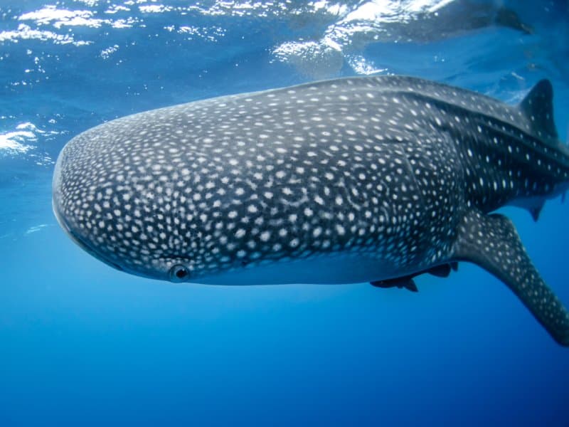 Whale Shark