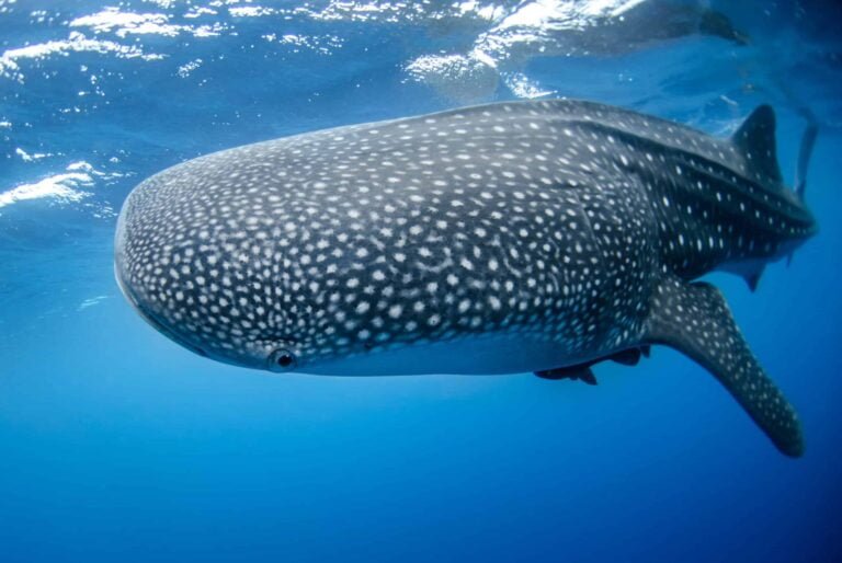 20 Amazing Things to Do in Cabo San Lucas; : Whale Shark