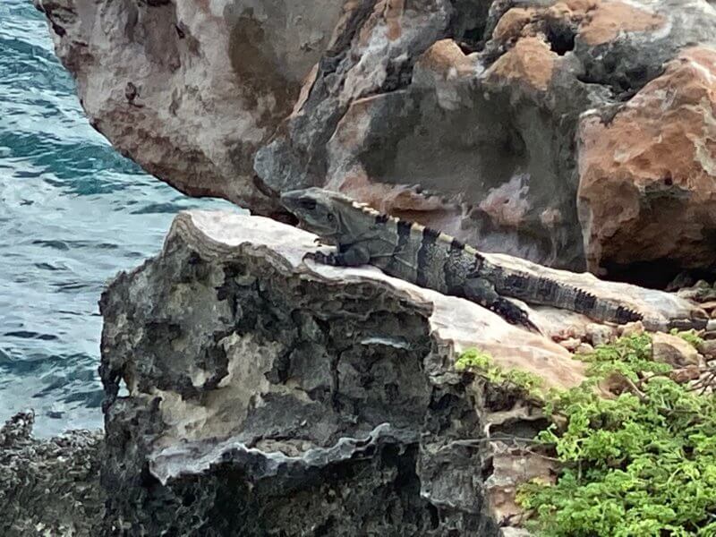 Iguana Punta Sur, Isla Mujeres