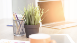 plant next to a laptop and cup