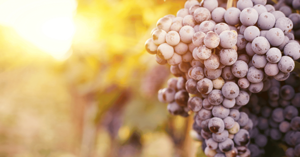Best Sparkling Wines Napa - grape vine